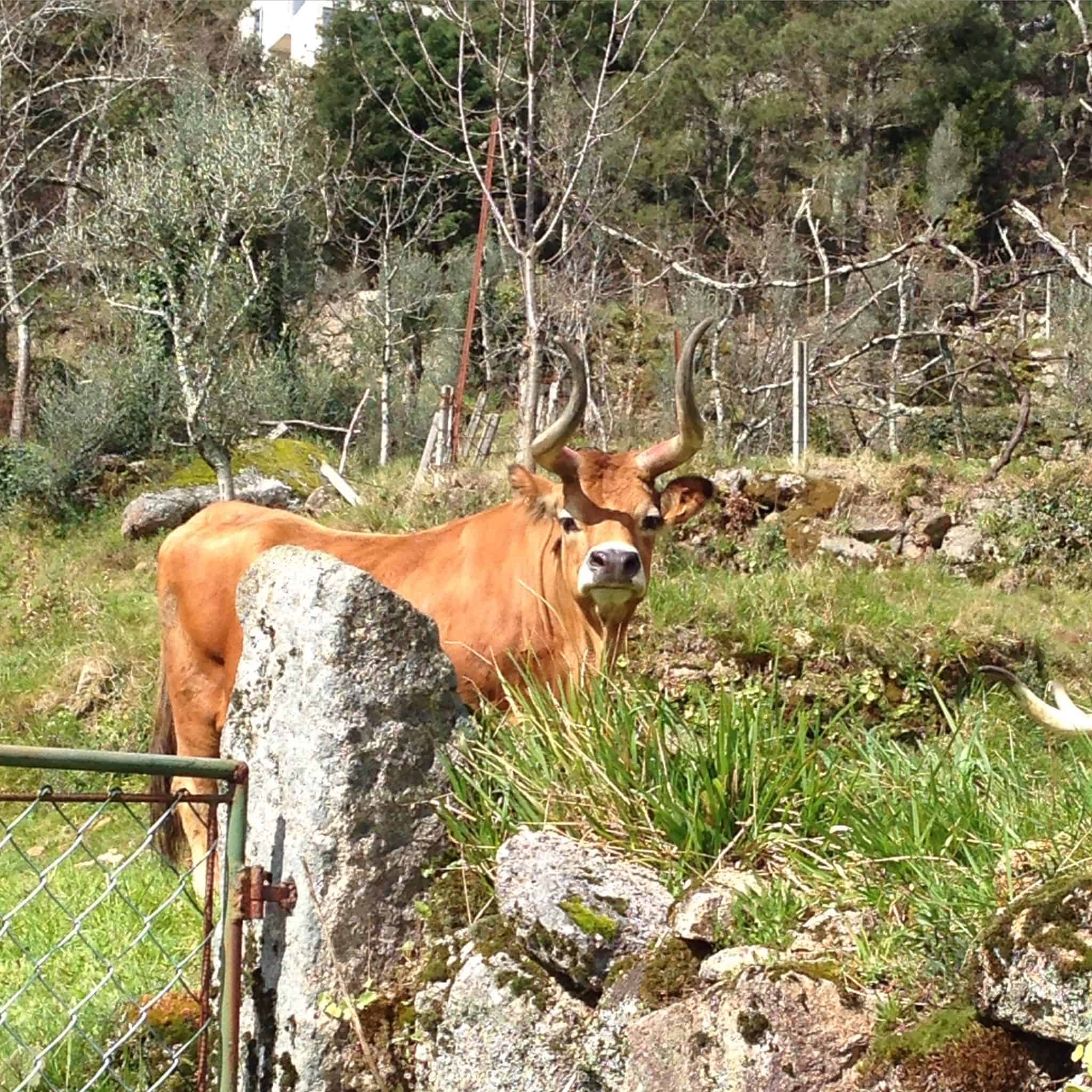 Local cows - Geres National Park Portugal. Life Beyond Borders